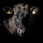 Wagyu comes to Wales