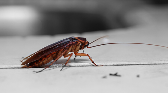 Acclaimed Oxford restaurant closed down after cockroach found in food