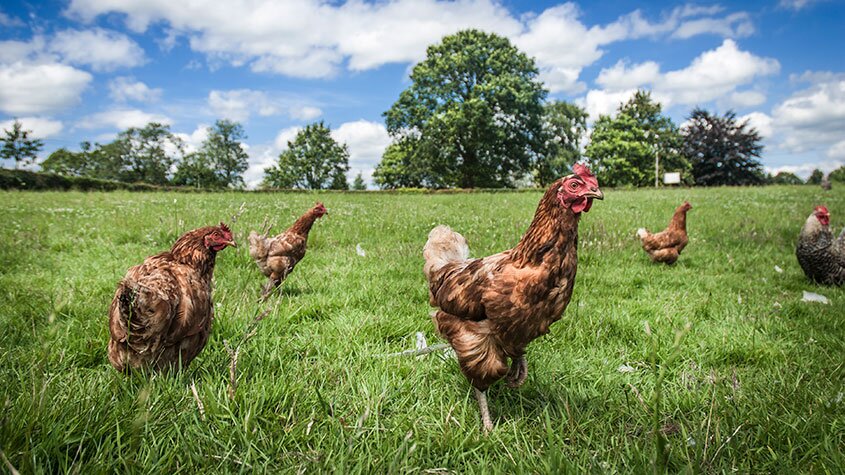 Burger King pledges to stop purchasing chickens raised with antibiotics