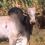 Pub chains accused of serving zebu meat