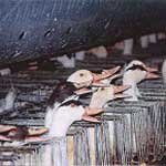 Bath restaurants resists pressure to take foie gras off menu