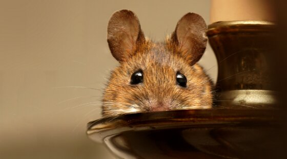 CAU Liverpool blames food hygiene problems on building work displacing mice