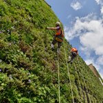 London's largest living wall launched at the Rubens at the Palace hotel