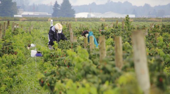 Hot weather and migrant labour shortage prompt fruit price hike as produce rots in fields