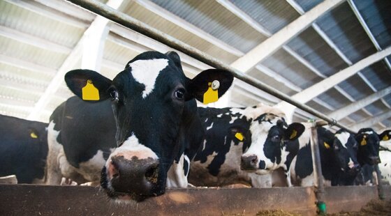 Mad cow disease case confirmed on Scottish farm