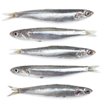 Umami: unlocking the fifth taste