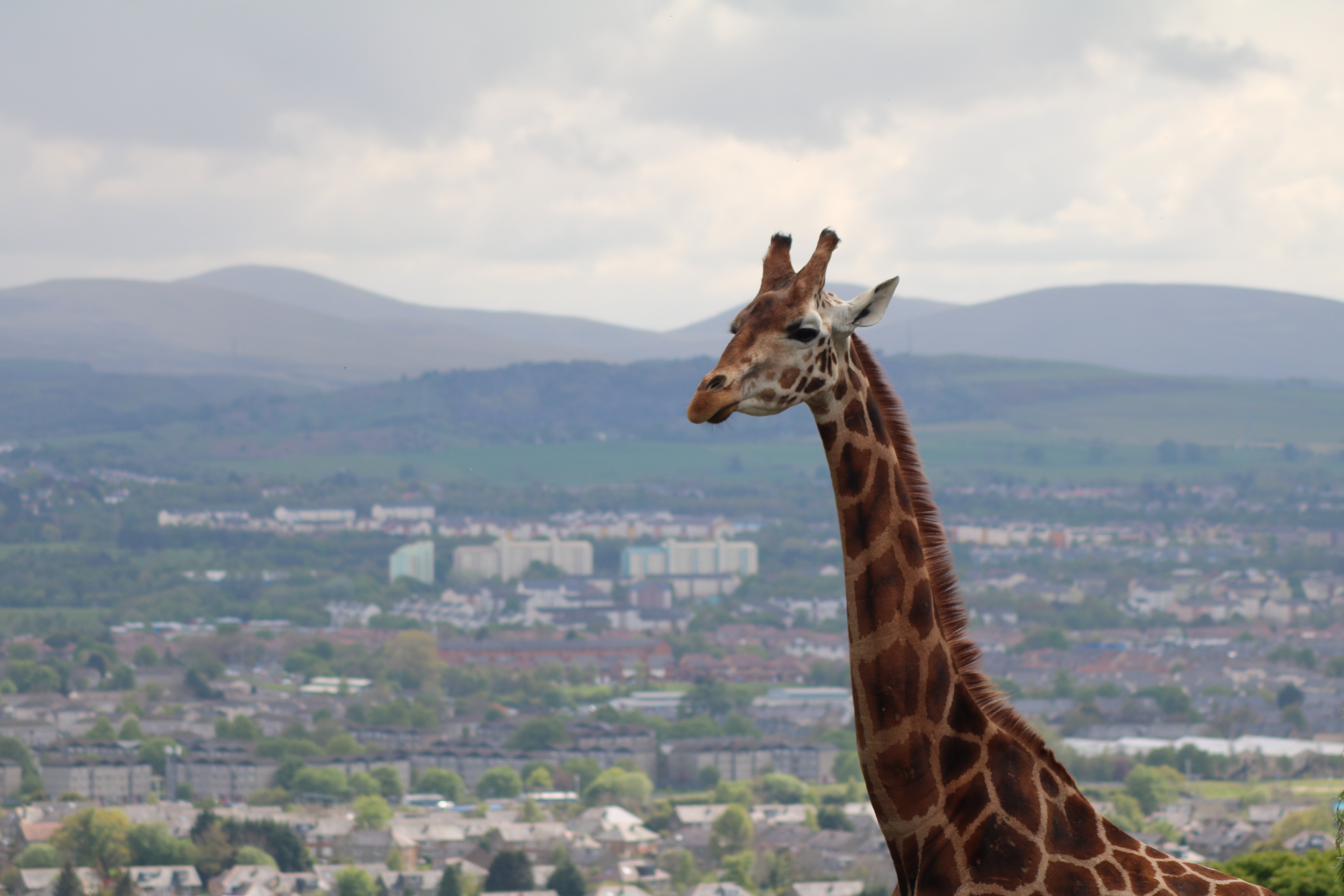 Restaurant Associates eyes new heights with Edinburgh Zoo contract extension