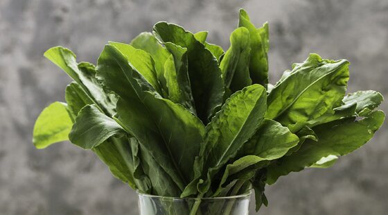 Home-grown harvest: Sorrel