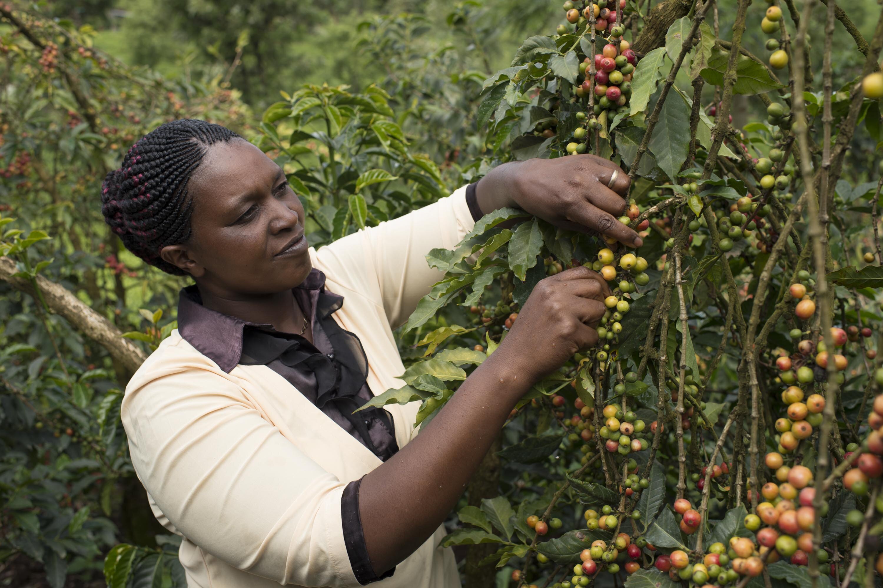 Nescafé launches sustainability ambition: the Nescafé Plan 2030