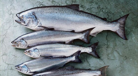 Price of salmon to rise as sea lice decimate global stock