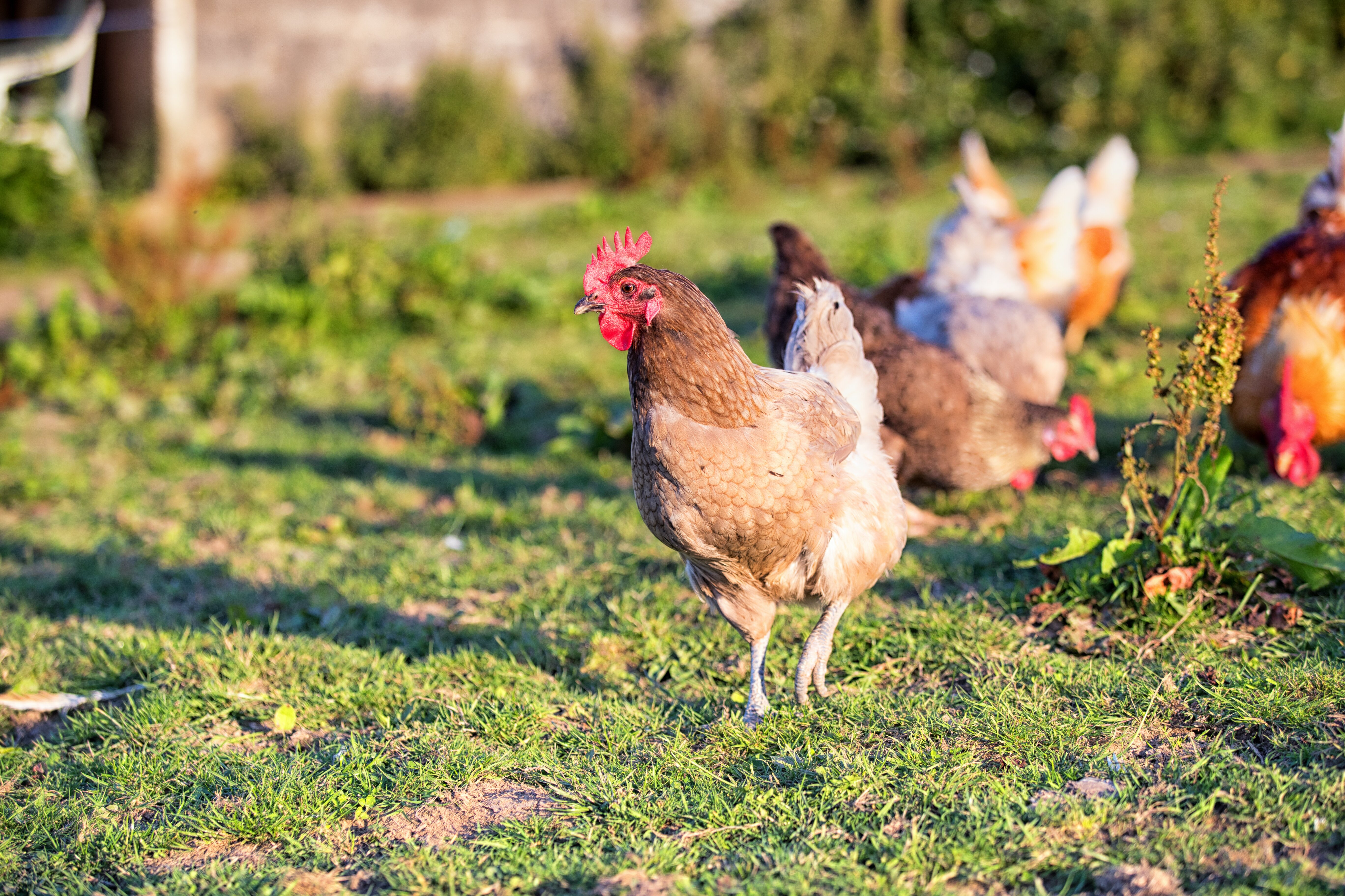 British egg industry in crisis as production costs soar