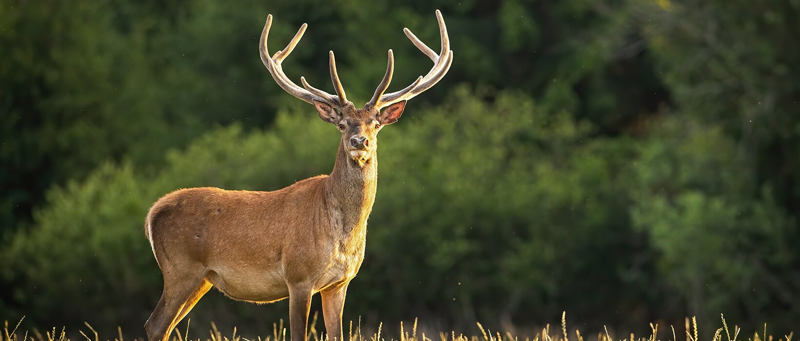 Forestry England and Highland Game bring venison to NHS patients