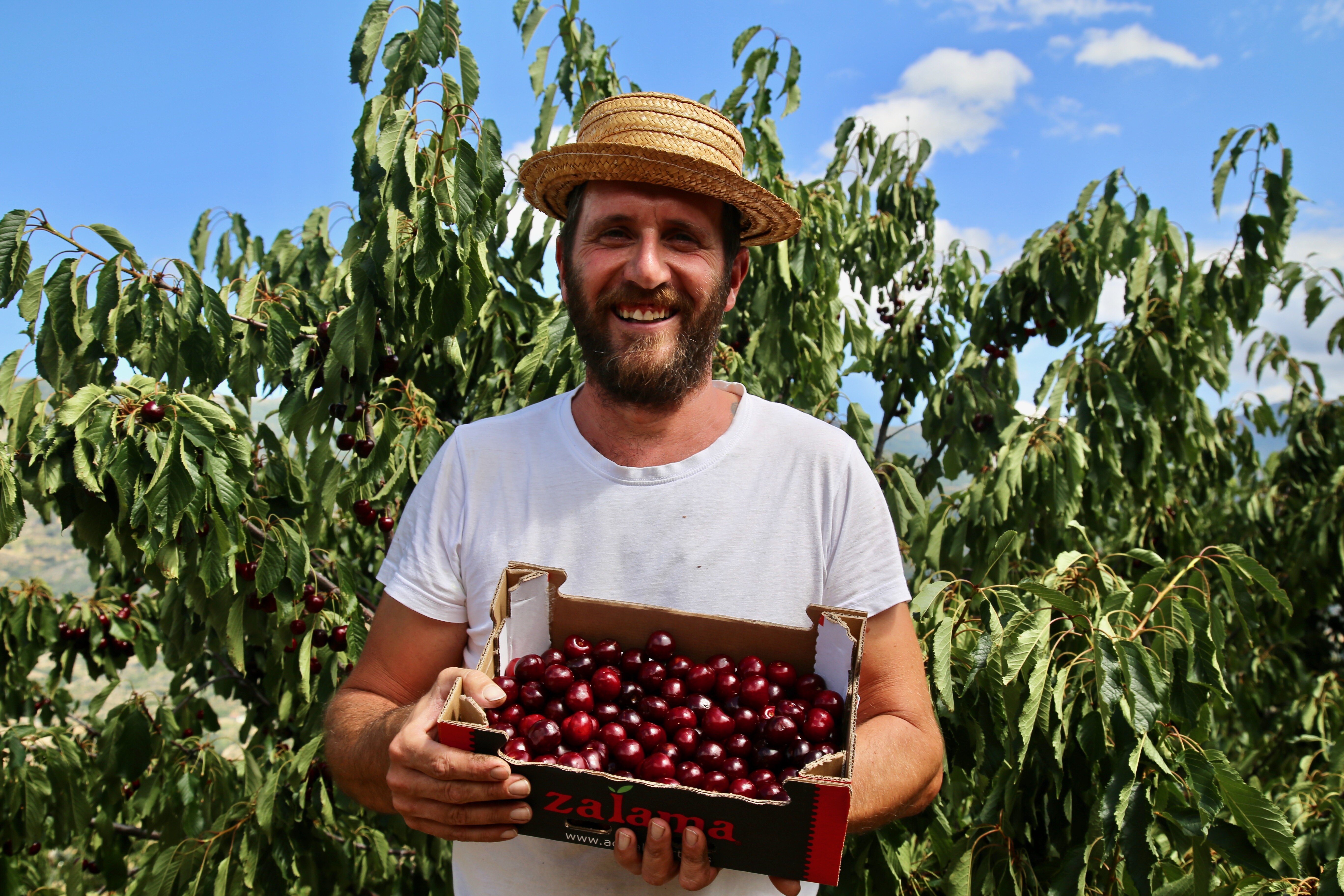 Picota cherry season kicks off with high-quality crop