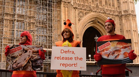 Lords debate banning restaurants from boiling lobsters alive