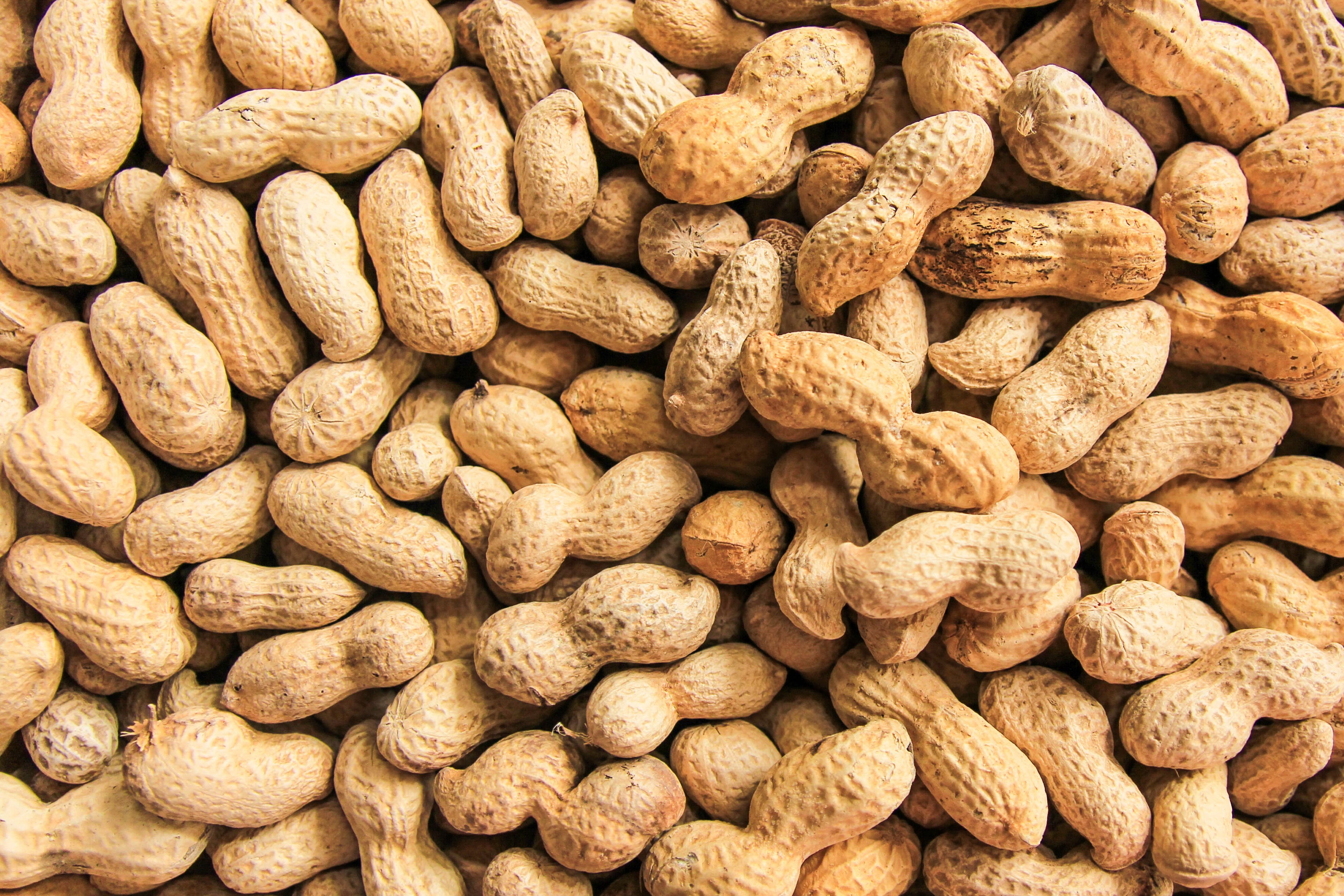 Woman suffered fatal anaphylactic shock after eating peanut at London restaurant 