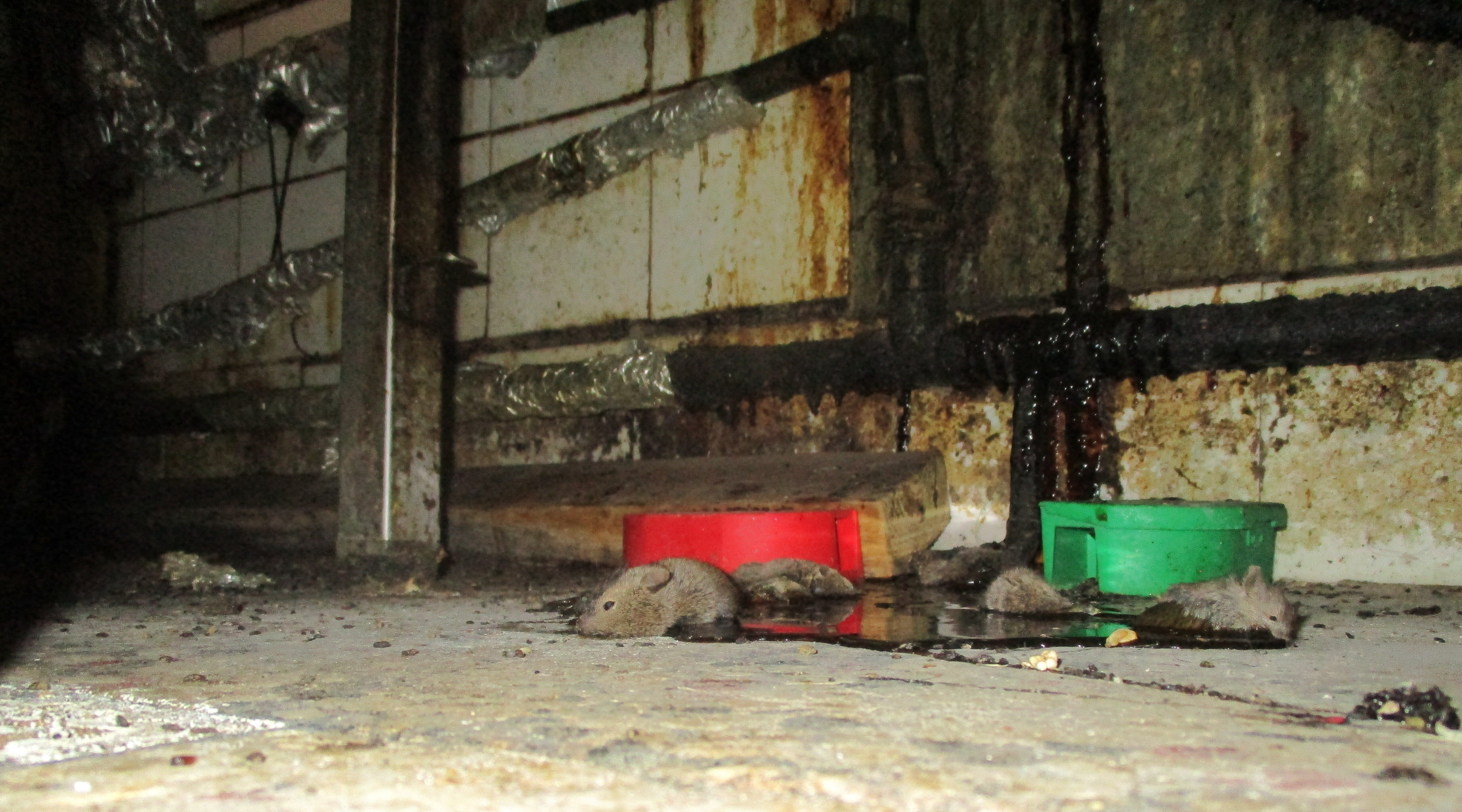 Restaurant owner ordered to pay £30,000 after inspectors found dead mice and rotting food 