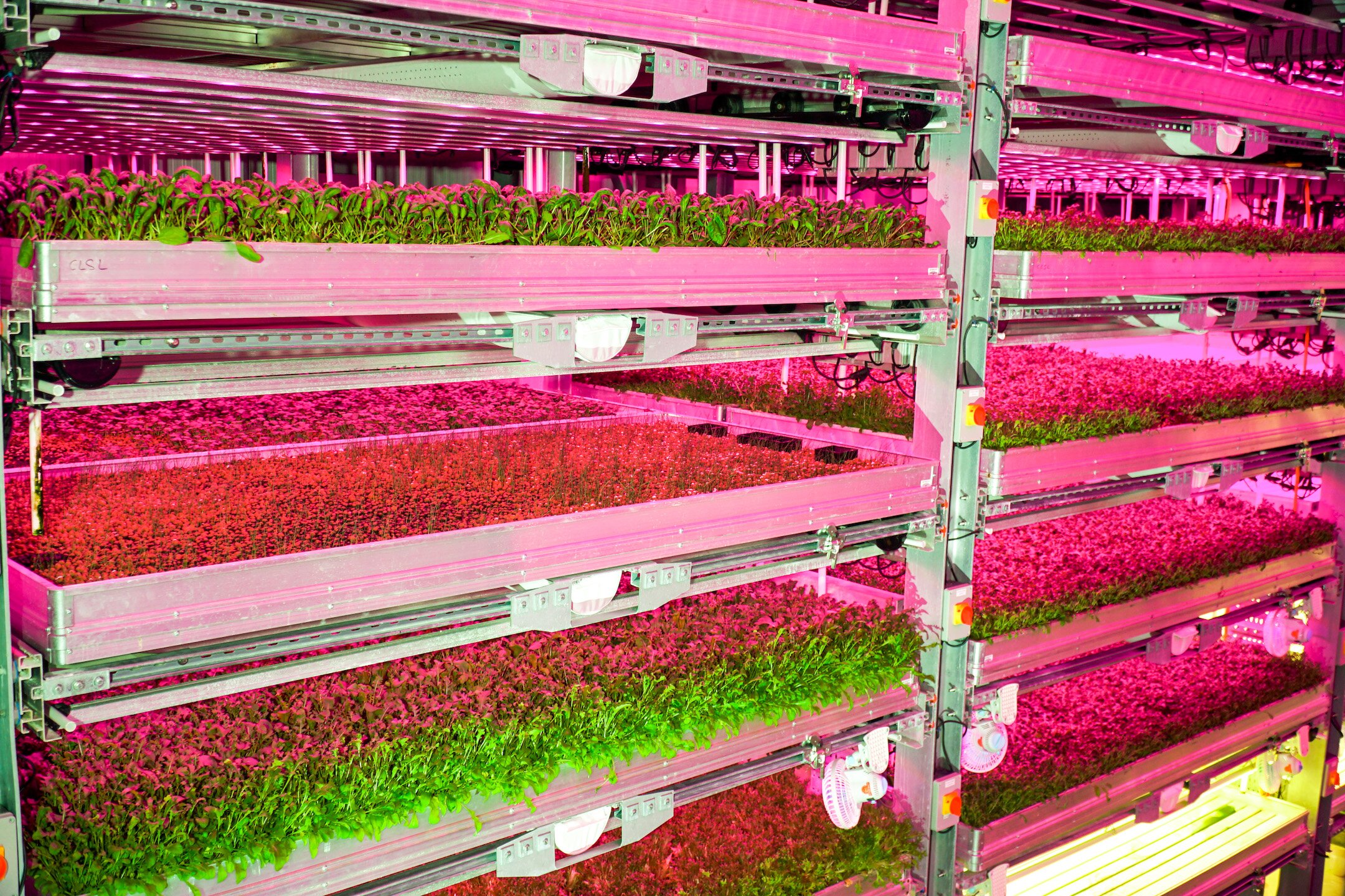 Fresh Direct partners with Norwich vertical farming company