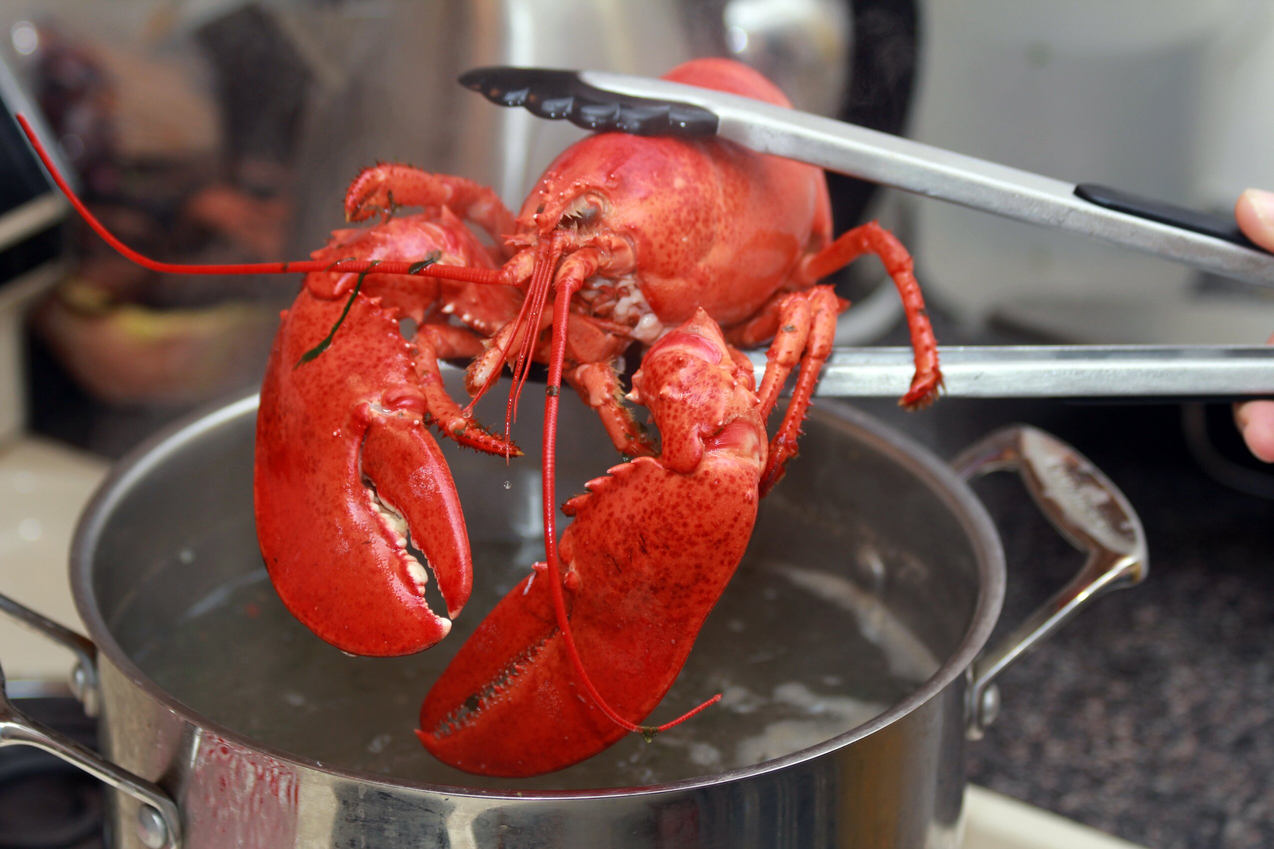 Legal action threat over live lobster boiling