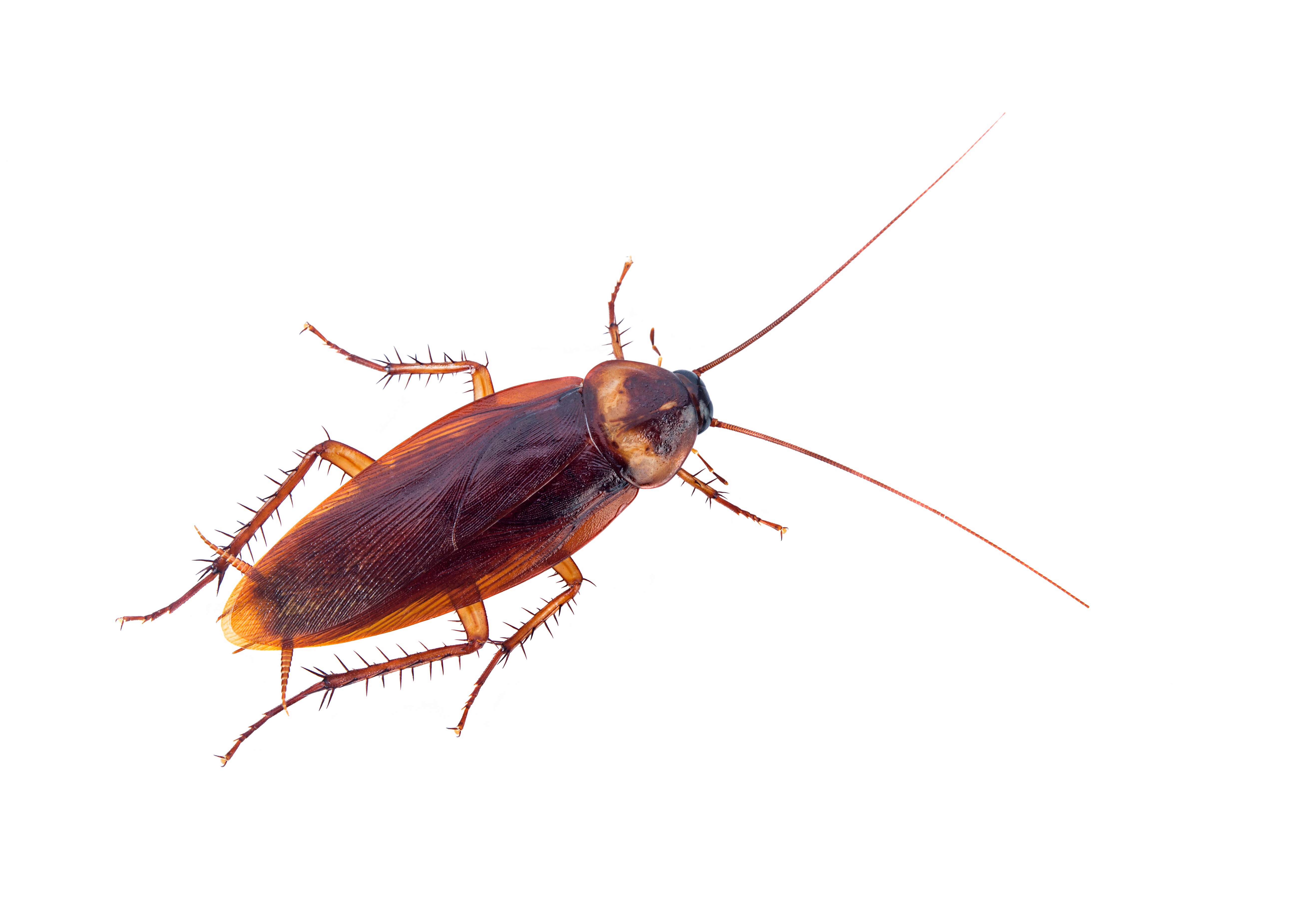 Court fines Luton restaurant after inspection reveals cockroach infestation