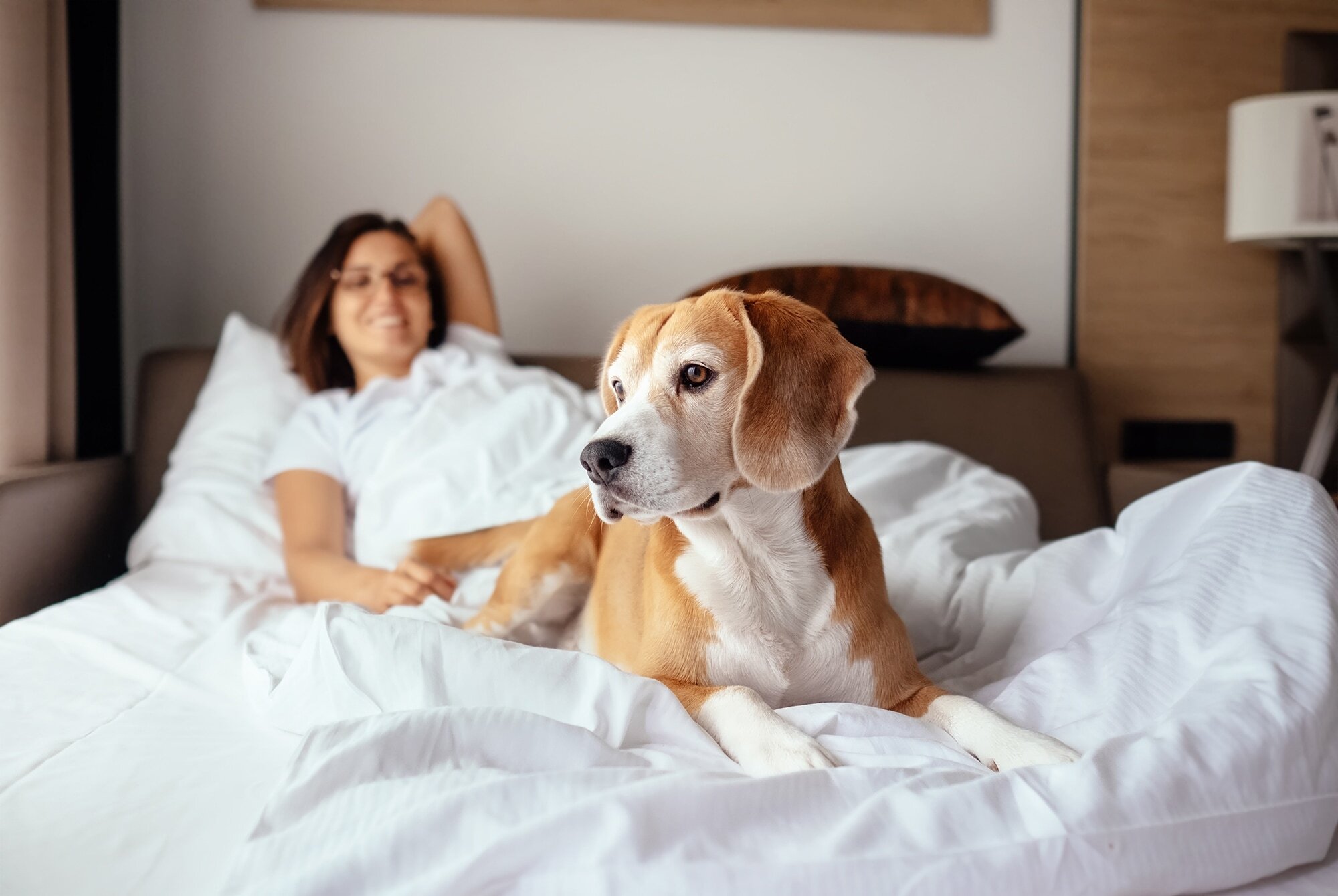 How hotels are attracting the ‘pet pound’ with their dog-friendly establishments