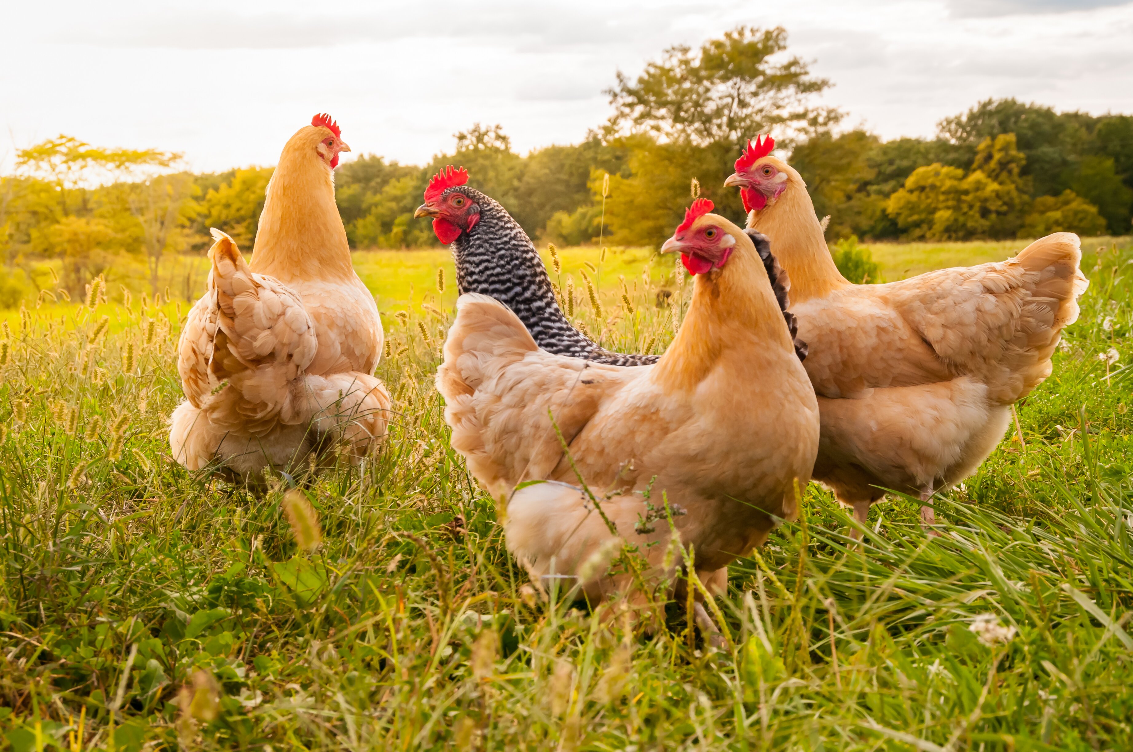 Bird flu cases confirmed at Suffolk farm