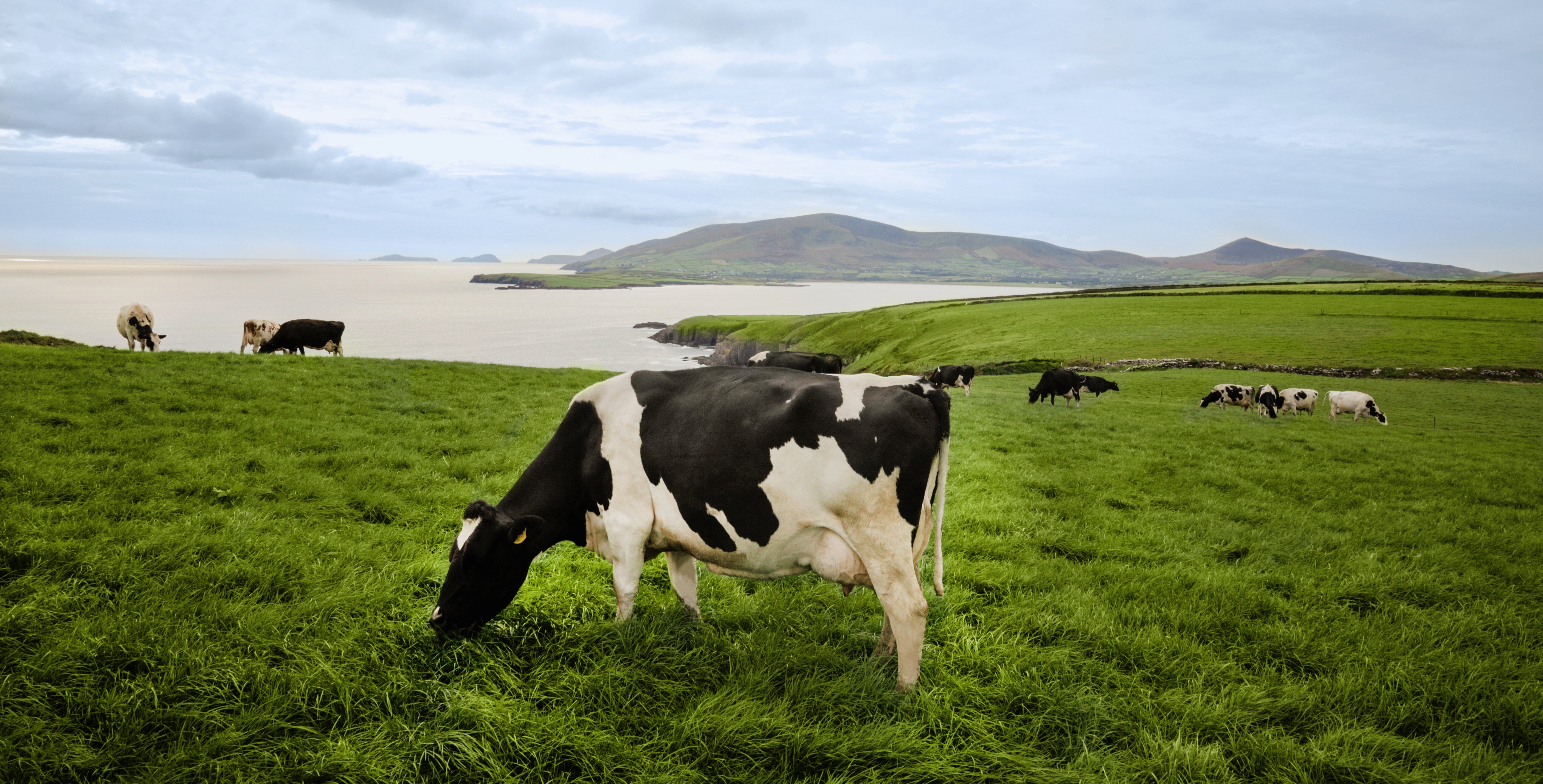 Ireland’s Grass-Fed Standard sets a new benchmark for dairy