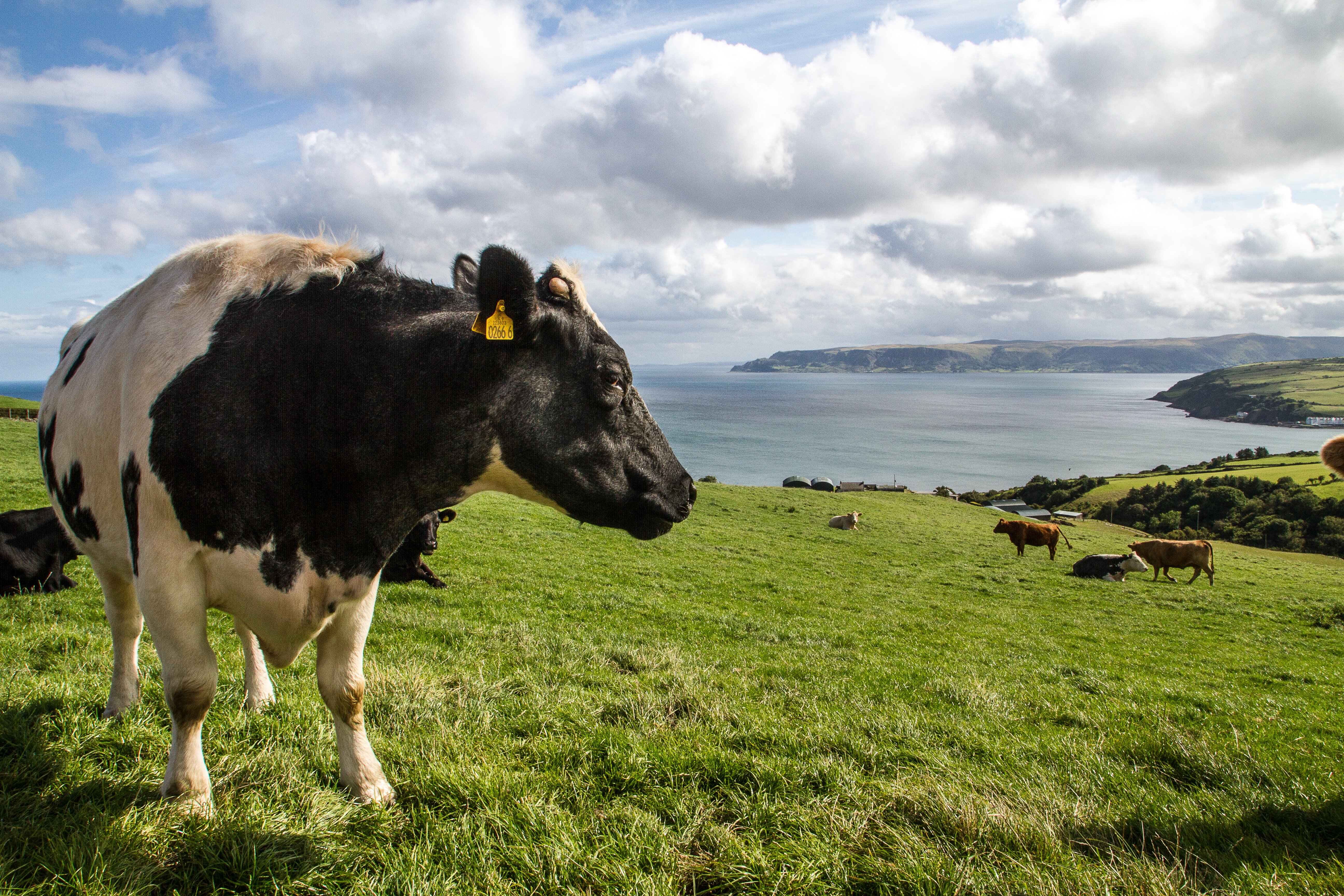 Bord Bia Brexit prepared and ready for increased UK sales