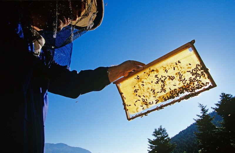 Honey producer wins court case against trading standards