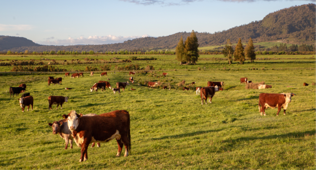 Aussie beef and lamb targets UK market following free trade deal