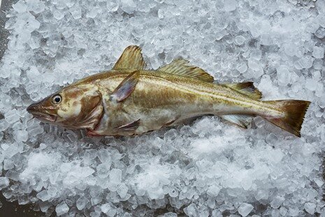 Praise for fishermen as certified sustainable North Sea cod returns to menus