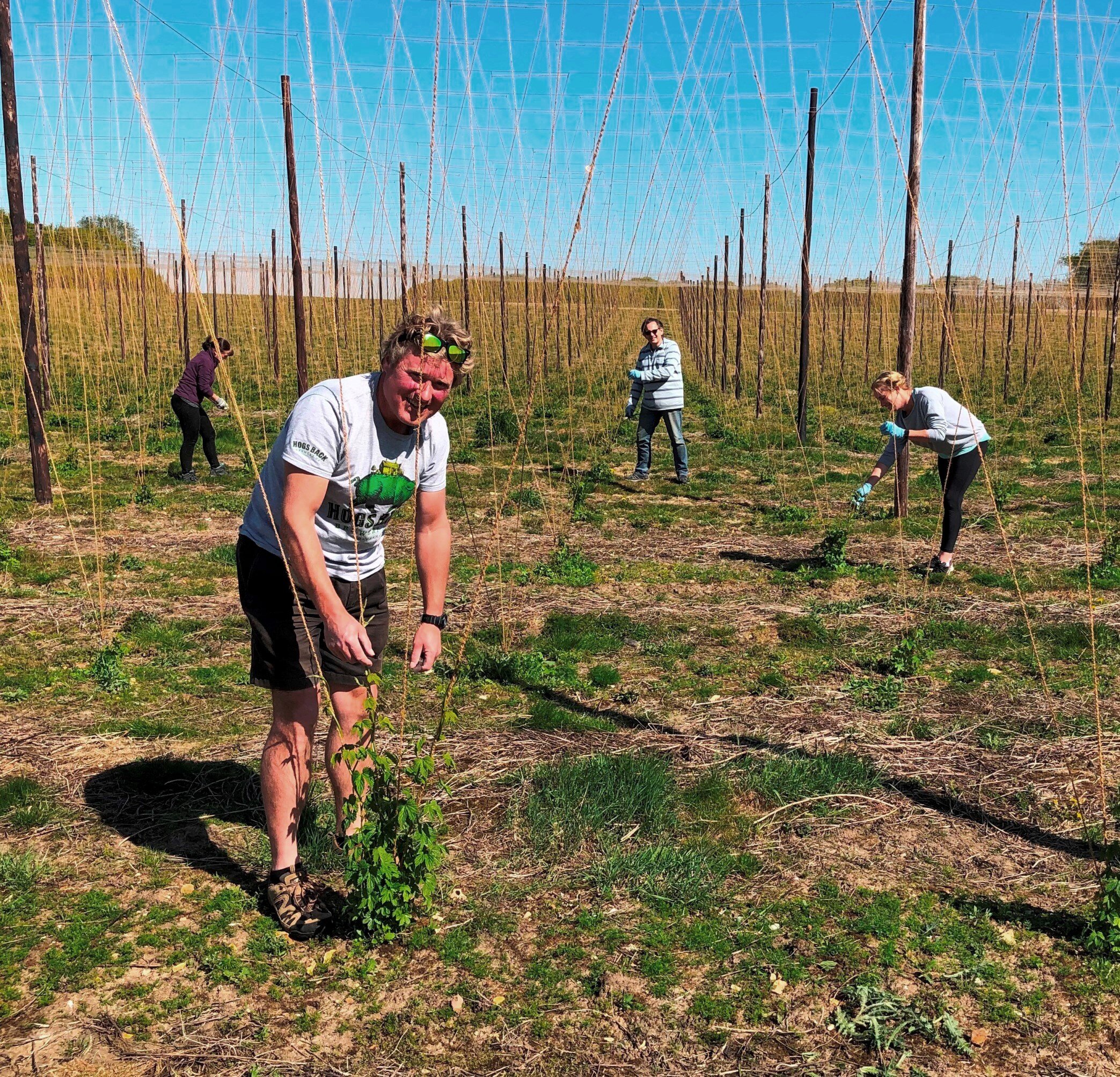 Hogs Back Brewery recruits ‘hop twiddling’ volunteers