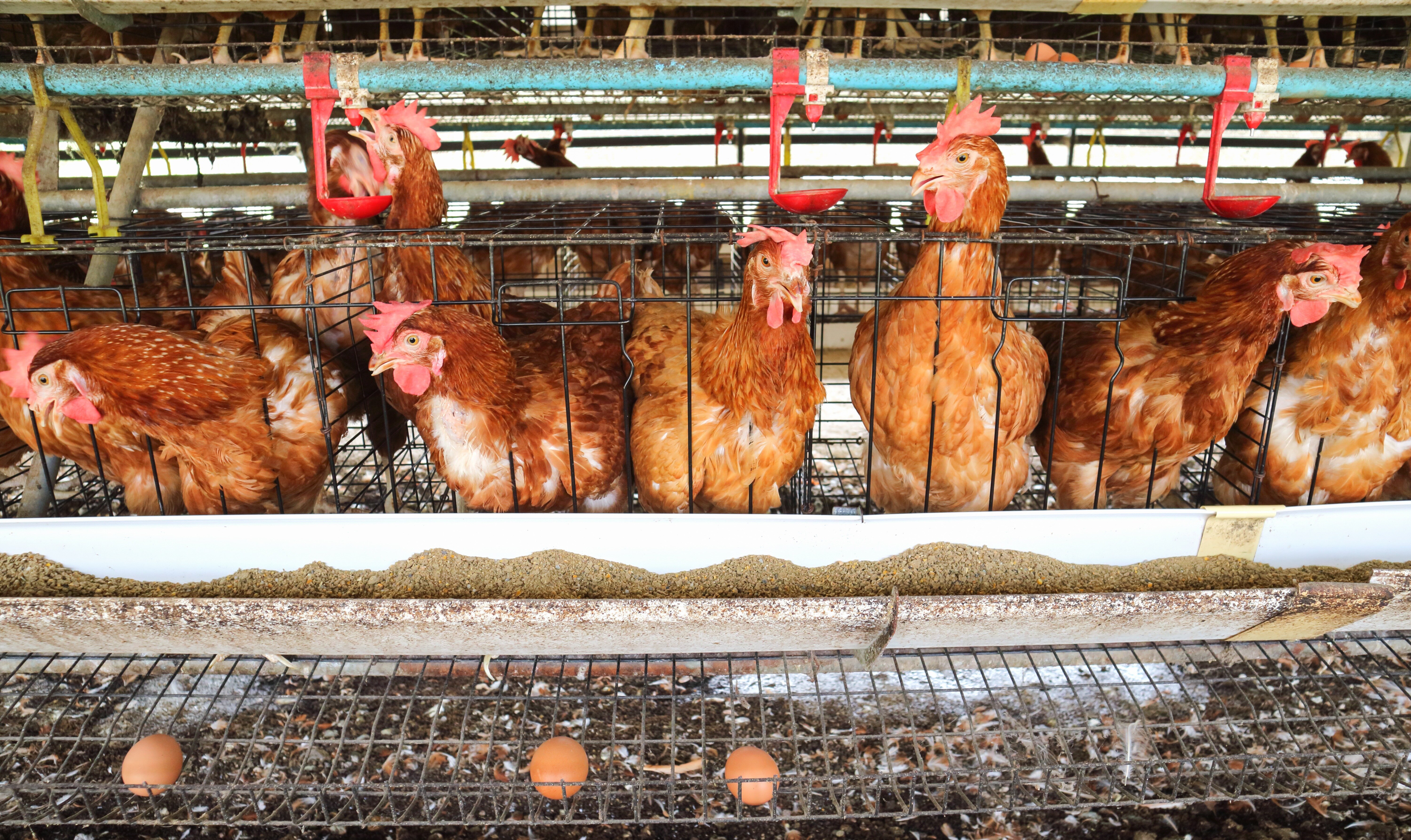 Caterers urged to check chicken provenance as sales soar