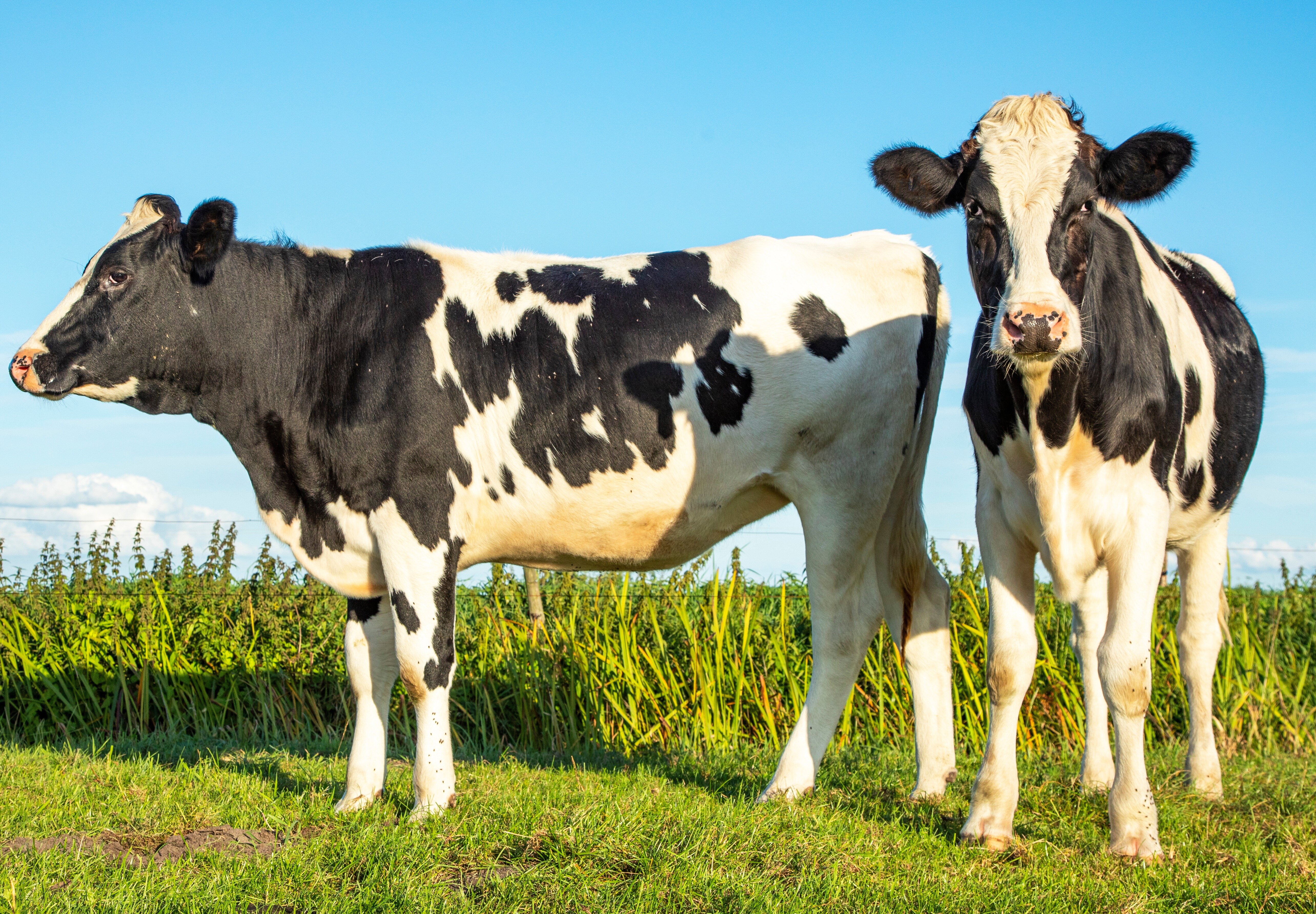 University of East Anglia students overturn beef ban