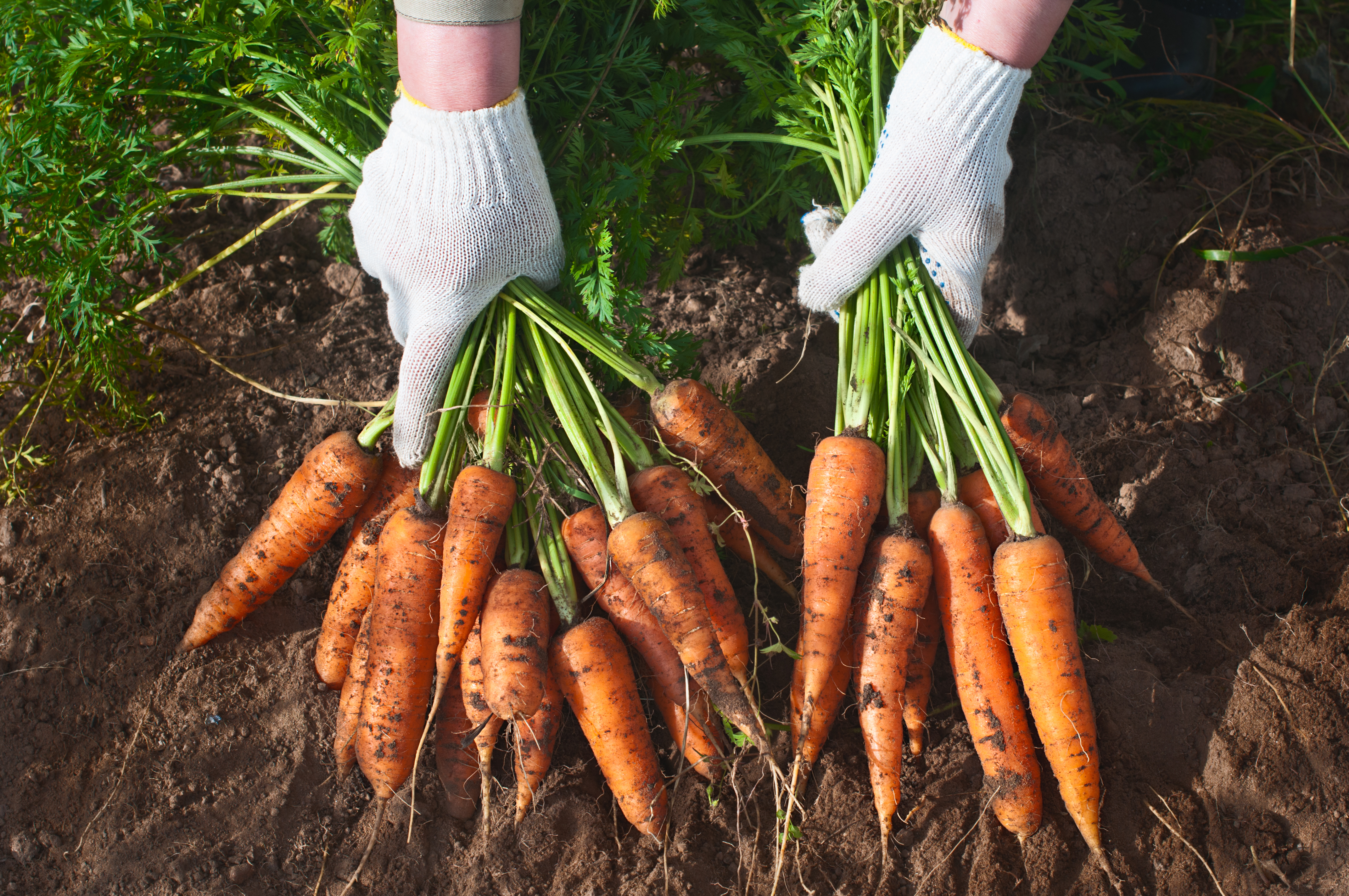 Warning as flooding threatens 2020 carrot crop 