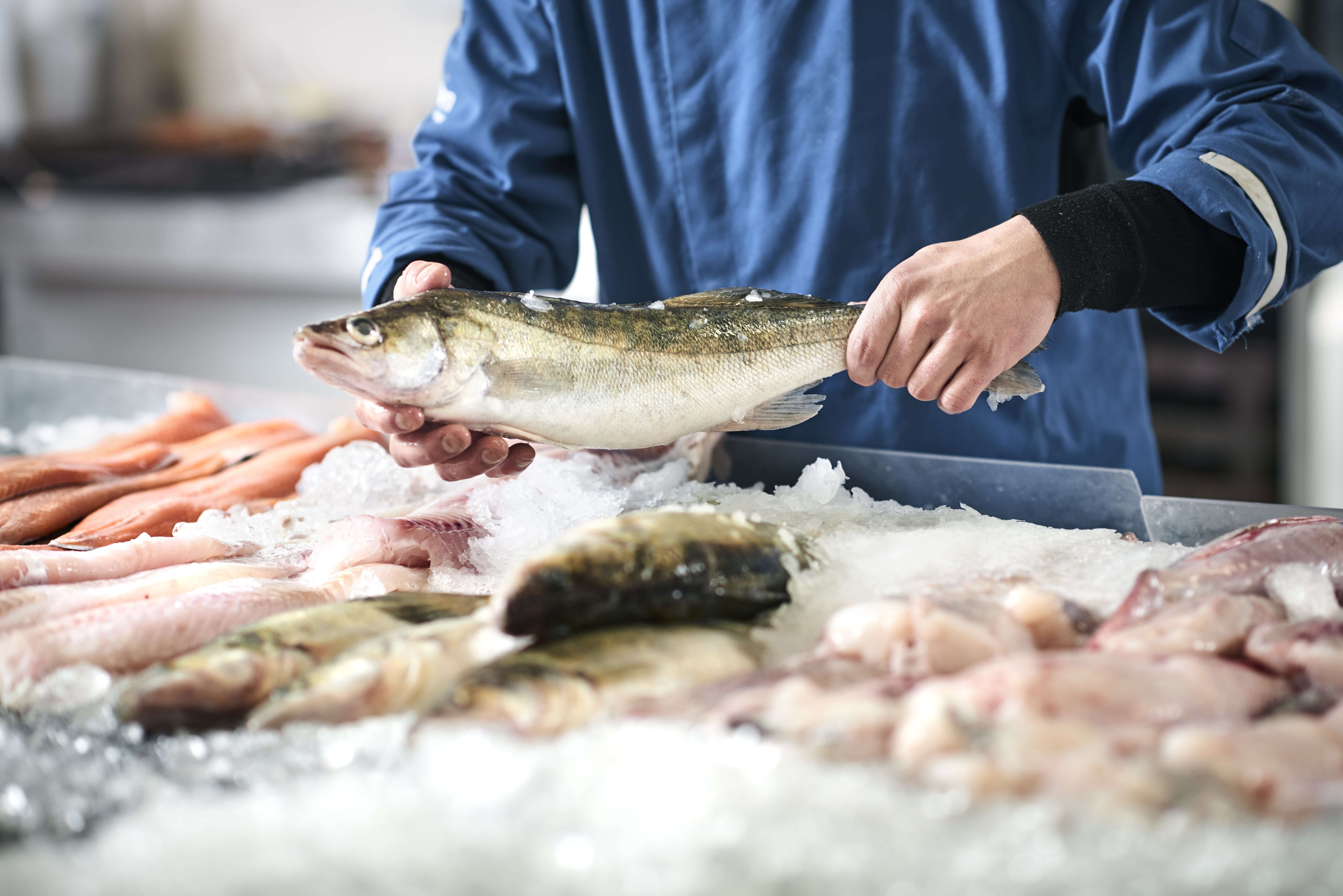 Direct Seafoods launches new fishmonger apprenticeship scheme 