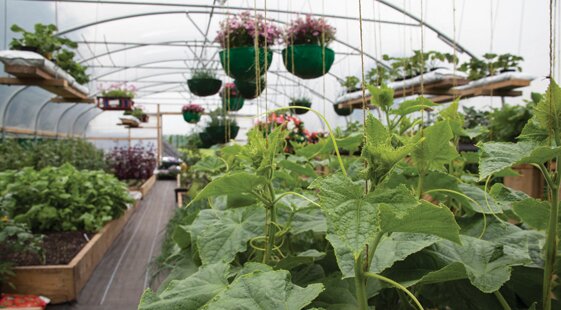 How kitchen gardens are growing despite the drought