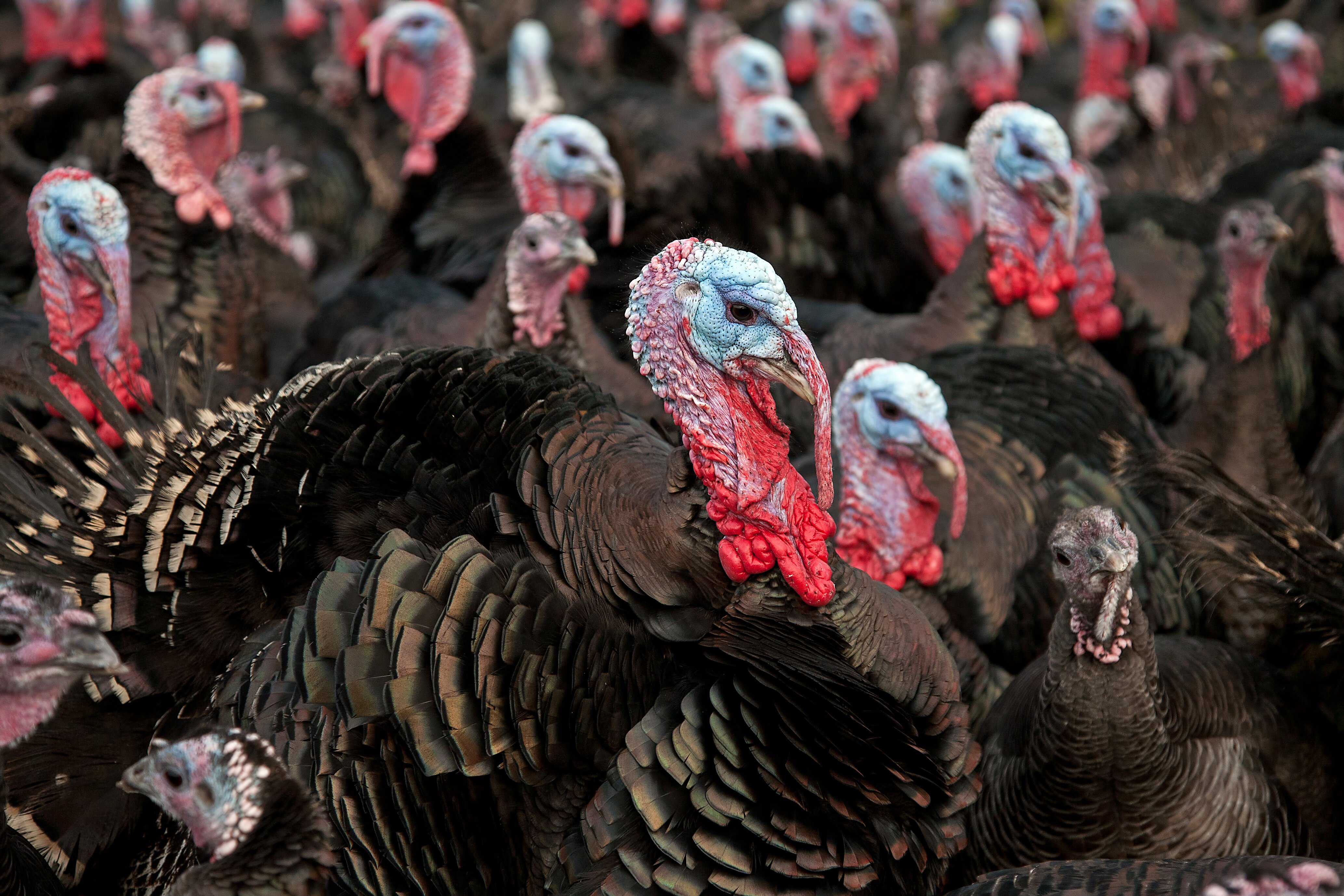 Suppliers warn restaurants should plan for no turkeys this Christmas