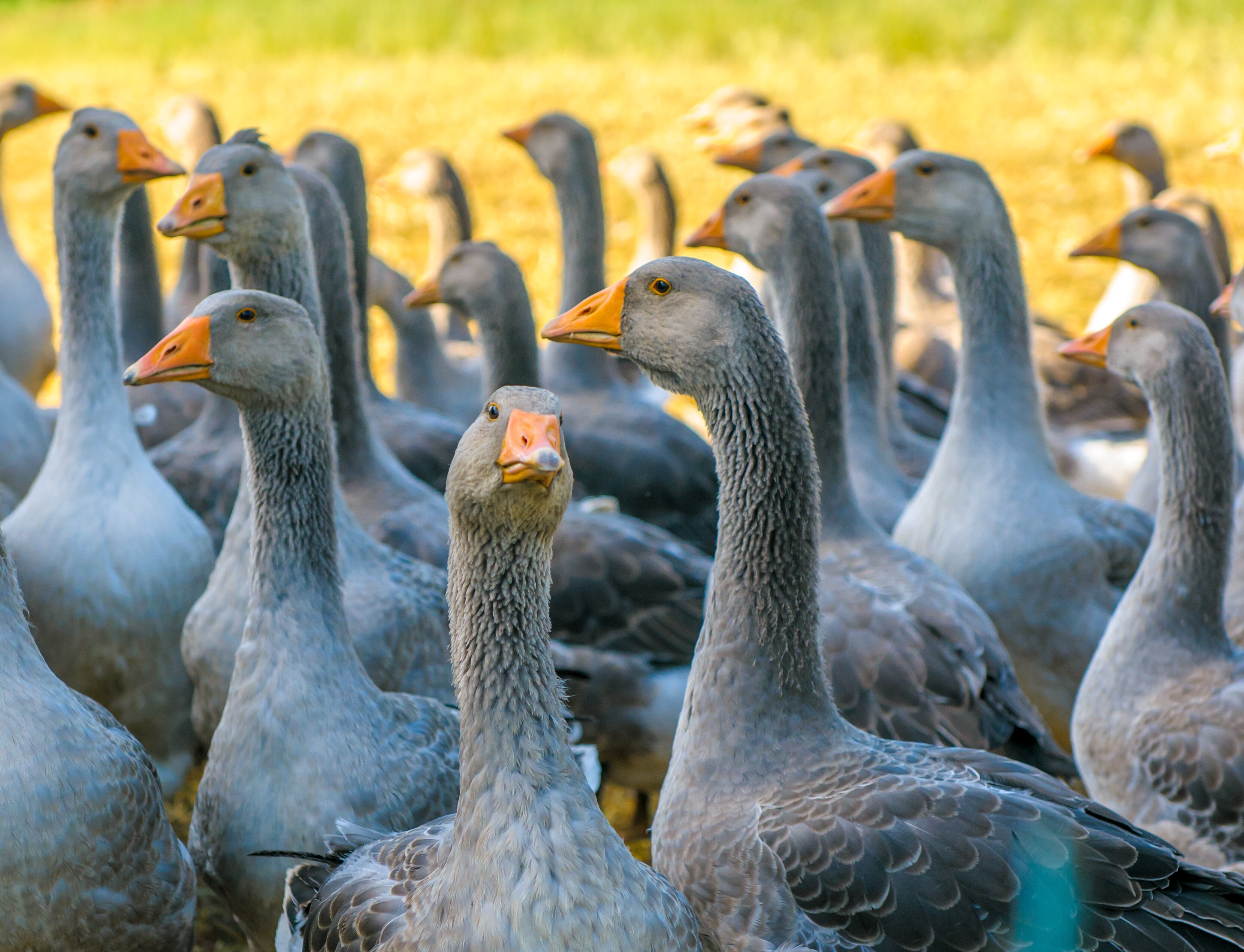 Government ‘exploring further restrictions’ on foie gras