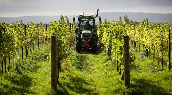 Nyetimber estate expects bumper grape crop following warm summer