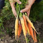 How to get the most out of a kitchen garden