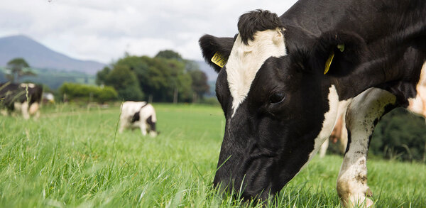 The allure of Irish butter in hospitality