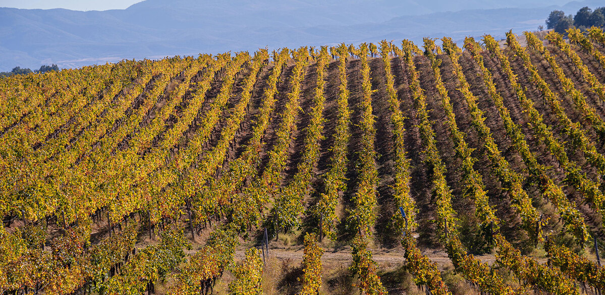 EU-Bulgaria-Vineyards.jpg