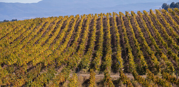 Taking guests on a journey of discovery with Eastern European wines