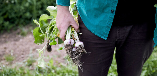 ‘The difference is night and day’: why green-fingered chefs are growing their own