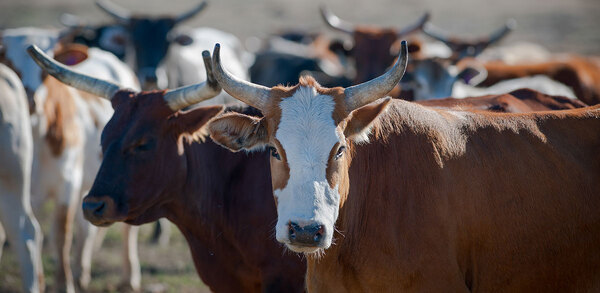 Can US beef find its way into UK foodservice?