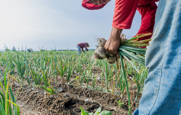 Supply chain uncertainty could worsen food price inflation, report shows