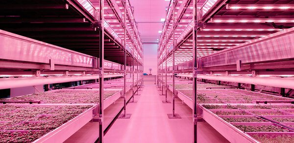 The only way is up: the chefs growing their own with vertical farming&nbsp;