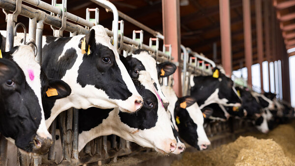 How caterers can mend links in the supply chain