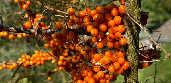 &lsquo;There&rsquo;s nothing else like it that grows in the UK&rsquo;: Sea buckthorn, the homegrown citrus