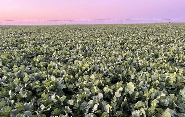 McCain plans high tech research farm in North Yorkshire